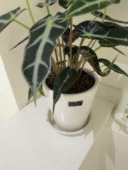 -安那般那皮肤年轻化ANAPANA