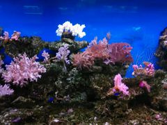 -御唐府海珊瑚主题餐厅