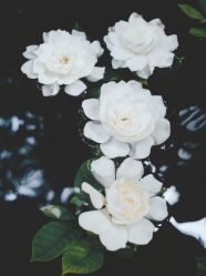 -Oasis Beauty水磨坊科技美肤中心