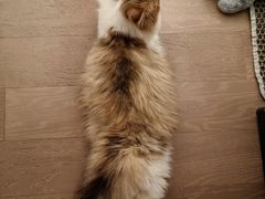 -欣宠猫屋·矮脚拿破仑·蓝金金渐层