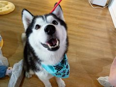 -Husky Go! 哈士奇体验馆·宠物咖啡厅狗咖