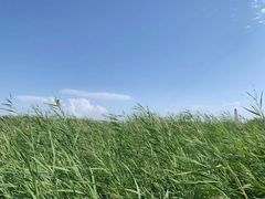 -哈素海