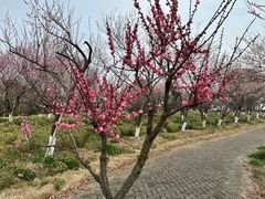 -上海海湾国家森林公园
