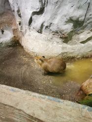 -Zoolung Zoolung动物主题公园(海信广场店)