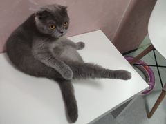 看我大长腿-我爱猫咪·猫咖·狗咖·安哥拉兔·羊驼咖(小寨华旗店)