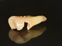 -精德口腔·种植修复·儿牙中心(财富中心店)