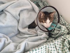 -小叮当动物医院·骨科·眼科