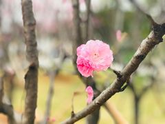 -天适樱花悠乐园