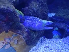 -芜湖新华联大白鲸海洋公园