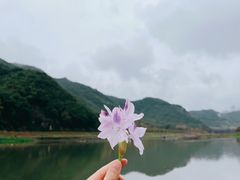 -小芝红树林