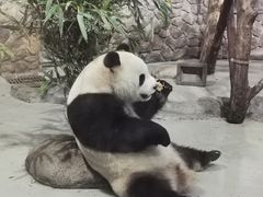 -都江堰中华大熊猫苑