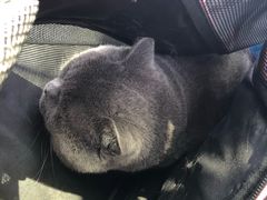-纳吉亚猫专科动物医院博雅分院