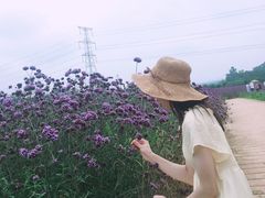 -紫颐香薰山谷景区