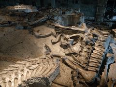 -自贡恐龙博物馆