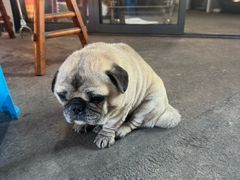 -两棵树馄饨店(渔梁住保小区店)