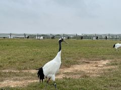 -盐城丹顶鹤湿地生态旅游区