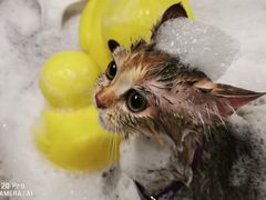 -PETKIT小佩宠物(古北店)