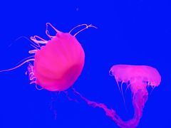 -海合安成都极地海洋公园
