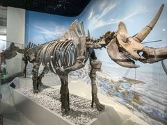 -国家自然博物馆