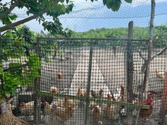 -樂桃源奉贤黄桃种植采摘基地