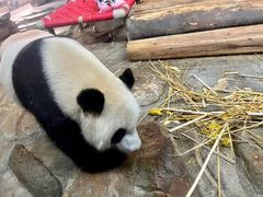 -海南热带野生动植物园