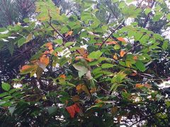 -黑河国家森林公园