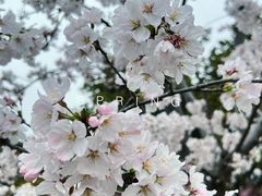 -顾村公园