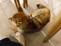 -柴务处·柴犬主题狗咖