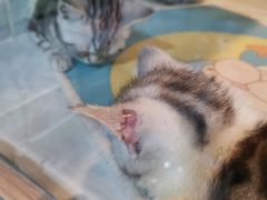 -1013 PET SHOP 宠物商店(近铁城市广场店)