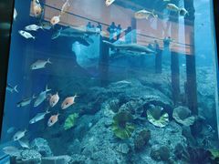 -迪拜水族馆及水下动物园