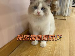 -猫咪派对(江南西店)