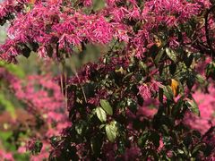 -金鸡湖桃花岛