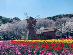 -苏州上方山国家森林公园