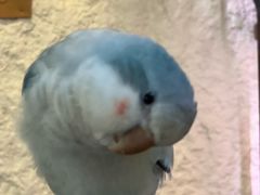 -吉丁鸟咖·异宠·寄养