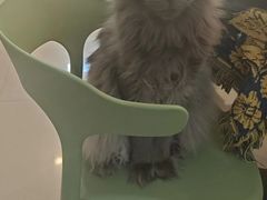 -平行世界·猫咖(首经贸店)