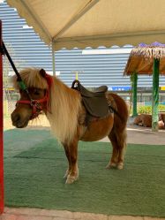 -萌宠亲子动物乐园(槐房万达店)