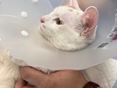 -纳吉亚猫专科动物诊疗中心(蒋宅口分院)