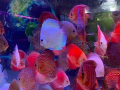 -双季花艺园艺市场(浦东店)