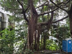 -东望洋炮台东望洋灯塔