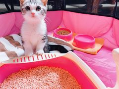 -李小姐の猫咖啡馆(五角场店)