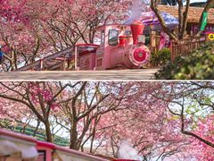 -高东镇樱花园