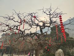 -华清宫景区