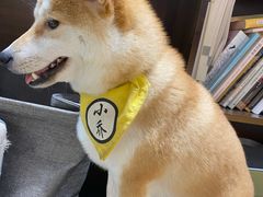 -逗柴咖啡屋·狗咖猫咖宠物桌游