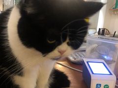 -猫友咖啡店(玉林西路店)