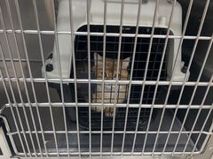 -安安宠医宠物医院·异宠·犬猫内科(岳阳分院)