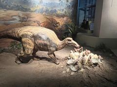 -自贡恐龙博物馆