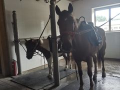 -北京群众马术培训基地