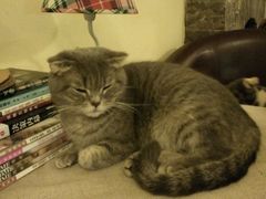 android_upload_pic-猫色咖啡·猫咖
