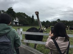 -瑞穗牧场