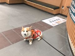 -联合动物医院(光谷诊疗中心)